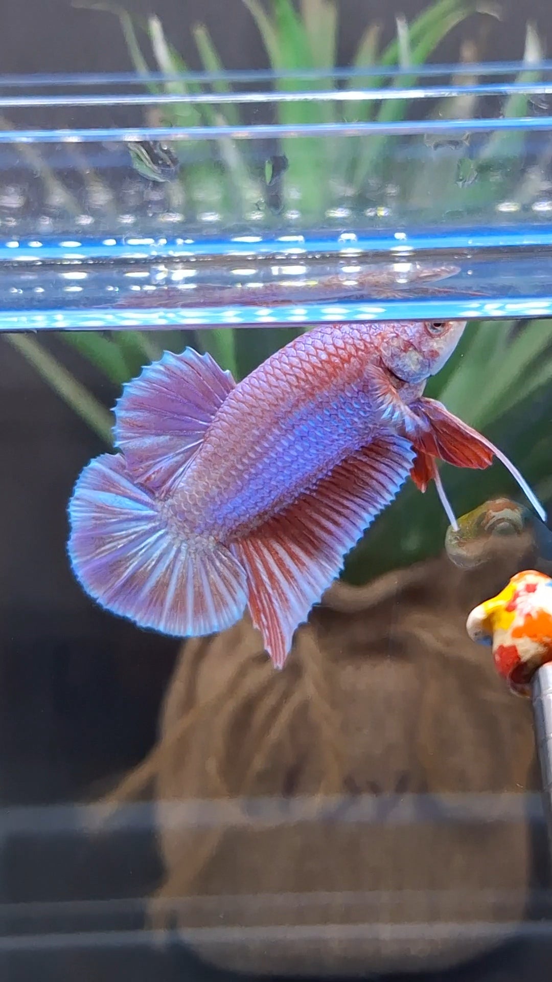 Purple Pink Aurora Rare Plakat HMPK Betta Fish Male