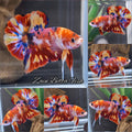Koi Base Metalic Nemo Fire HMPK Betta Fish Male