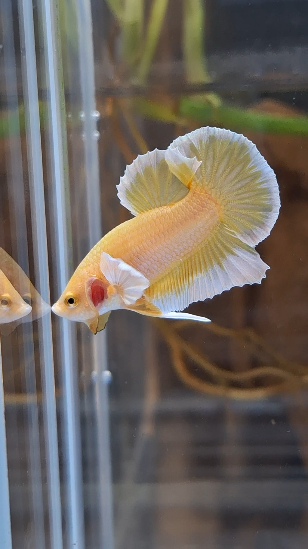 Gold Big Ear Butterfly Plakat Betta Fish Male