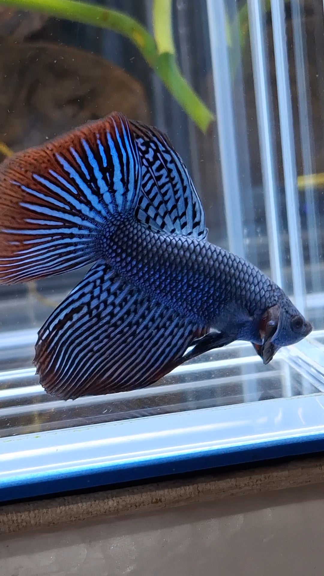 Alien Long Fins Rare Wild Betta Fish Male
