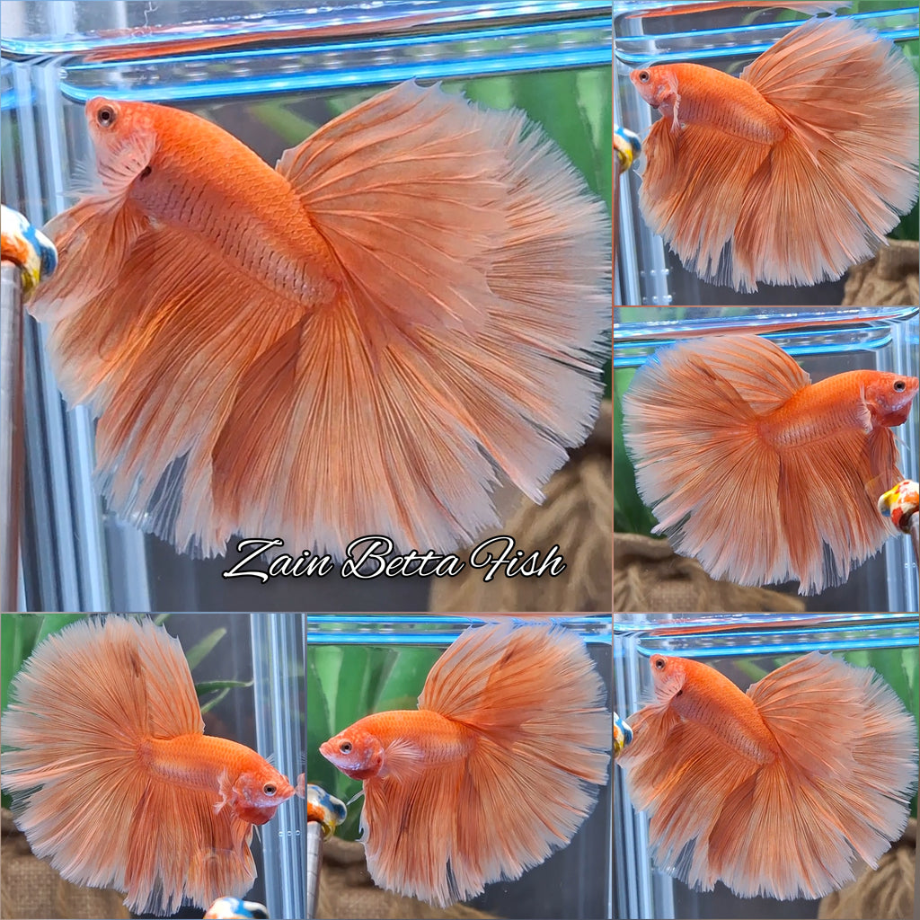 Over Halfmoon Orange Solid Premium Betta Fish Male