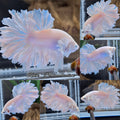 King Feathertail White Unicorn Betta Fish Male