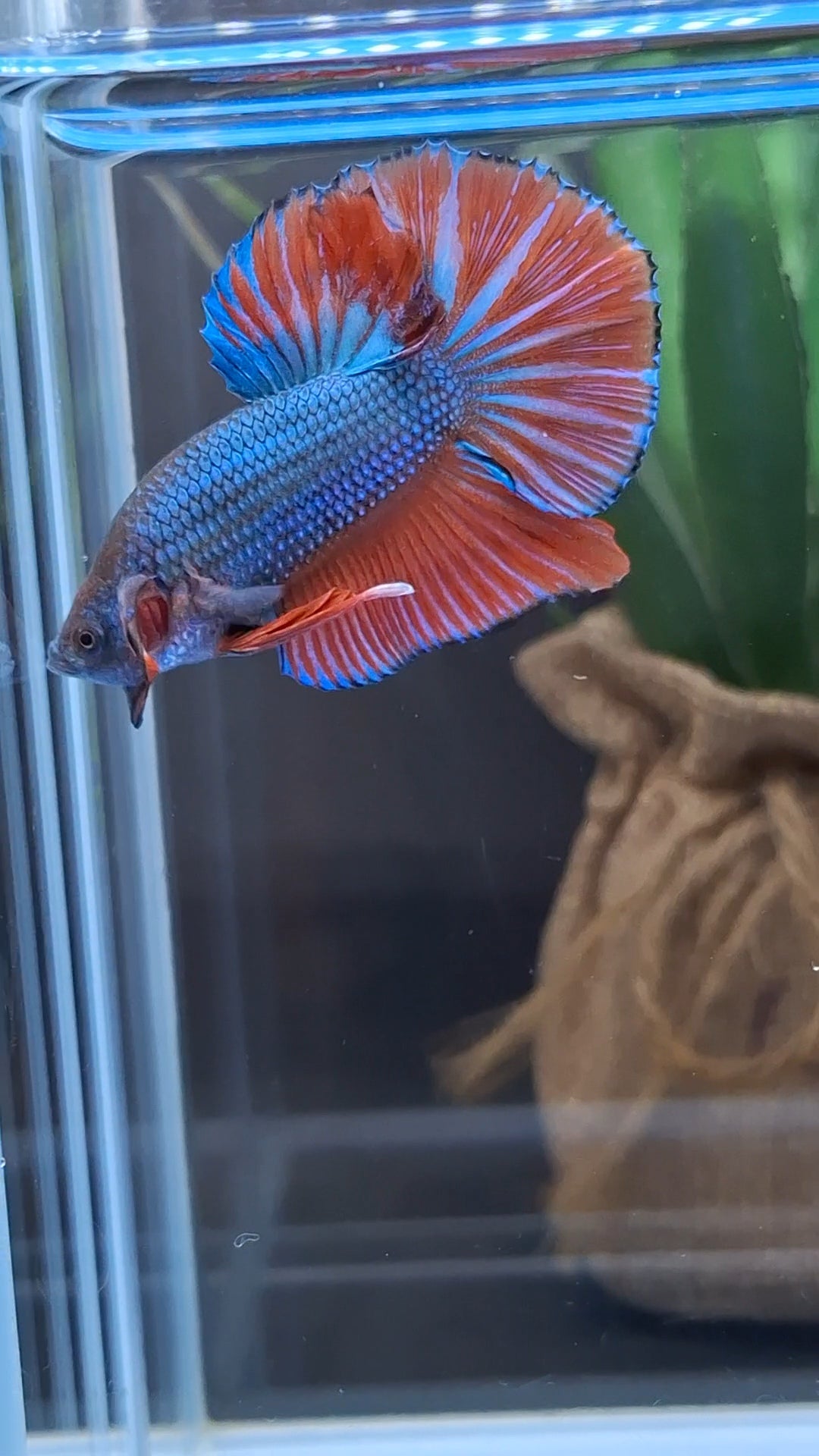 Big Tail Startail HMPK Betta Fish Male