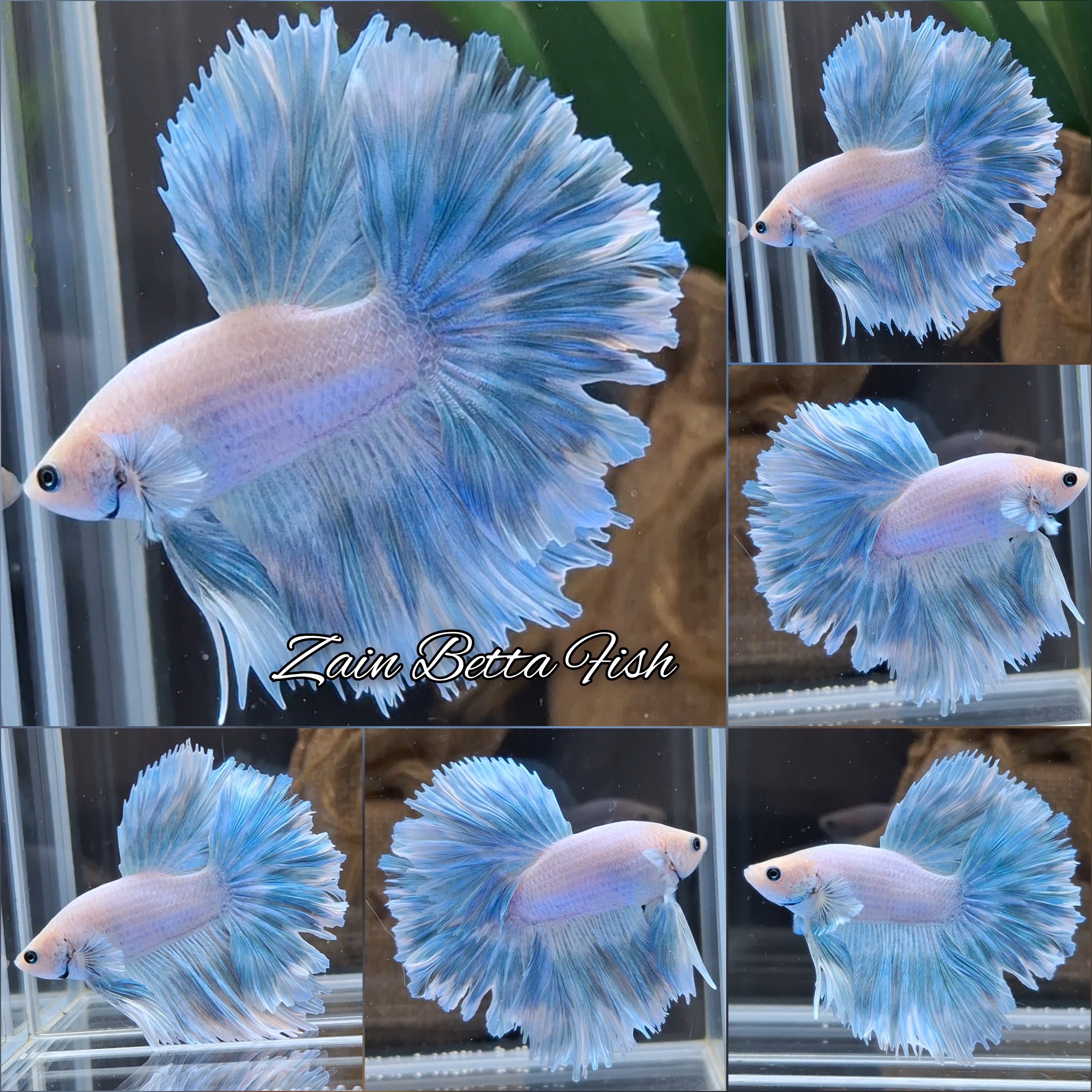Over Halfmoon Feathertail Blue Sky Aurora Betta Fish Male
