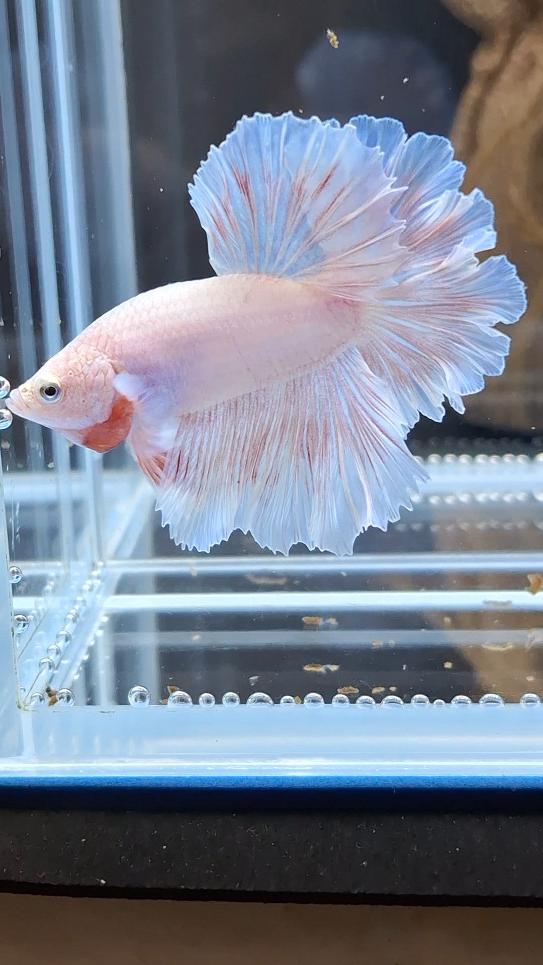 Feathertail Pink Sweet Color Betta Fish Male