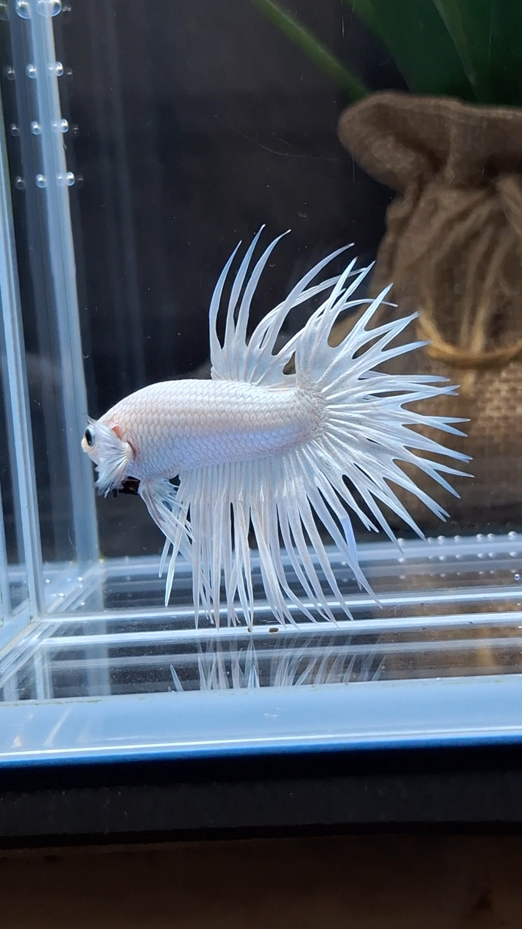 Crowntail White Platinum Betta Fish Male