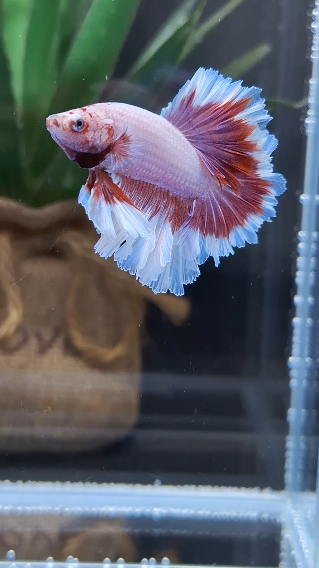 Junior King Feathertail Purple Pink Butterfly Betta Fish Male
