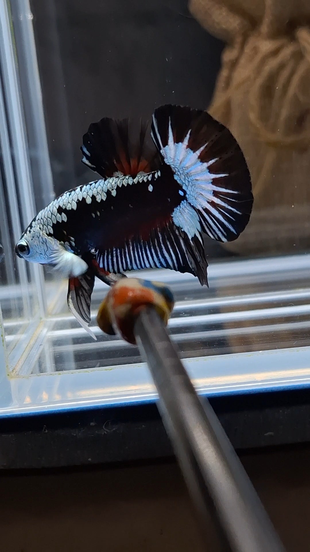 Samurai Black Mamba Snow Plakat HMPK Premium Betta Fish Male