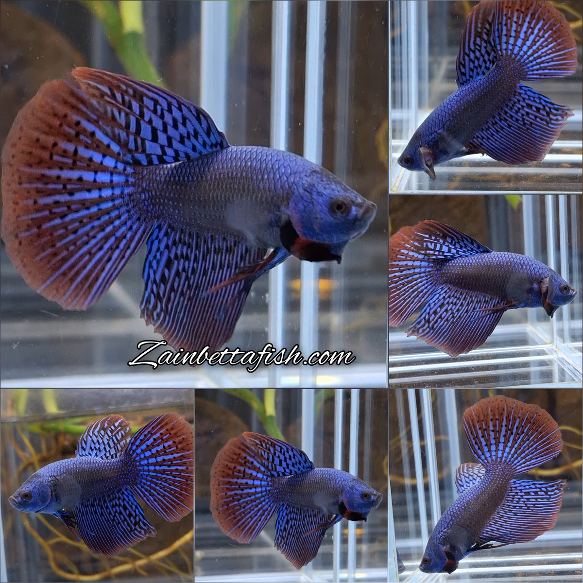 Alien Long Fins Blue Delta Tail Rare Wild Betta Fish Male