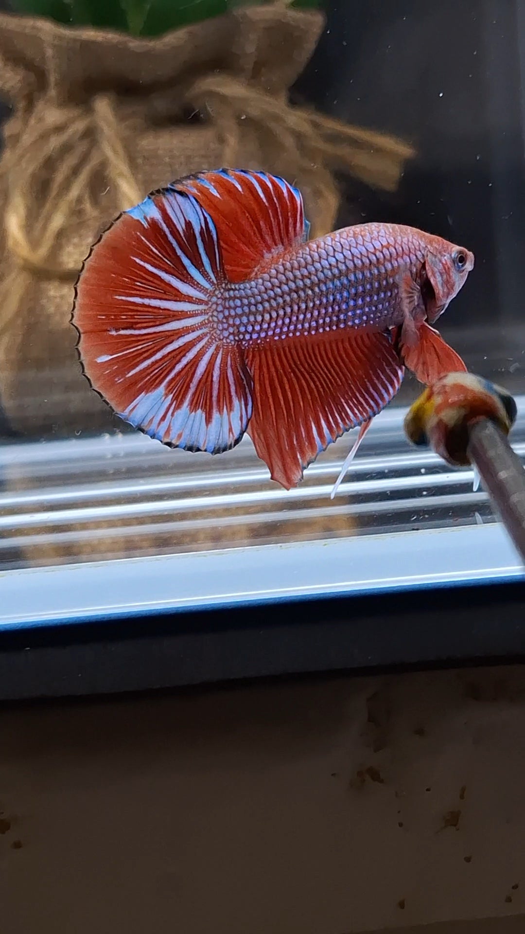Big Tail HMPK Betta Fish Male