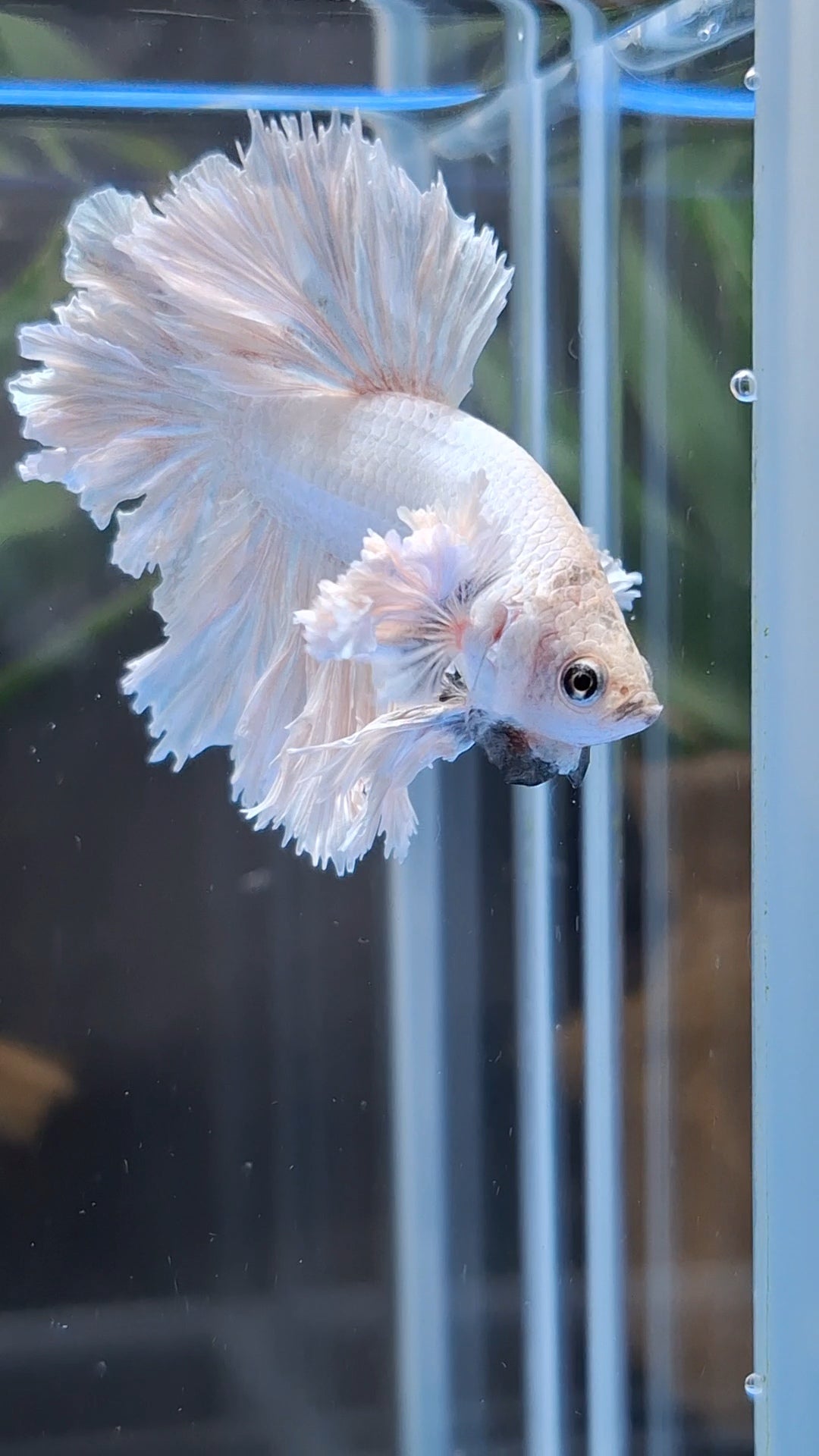 King Feathertail Rose Dumbo Ear White Dragon Platinum Betta Fish Male