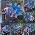 Double Tail Fancy Candy Rainbow Multicolor HMPK Betta Fish Male