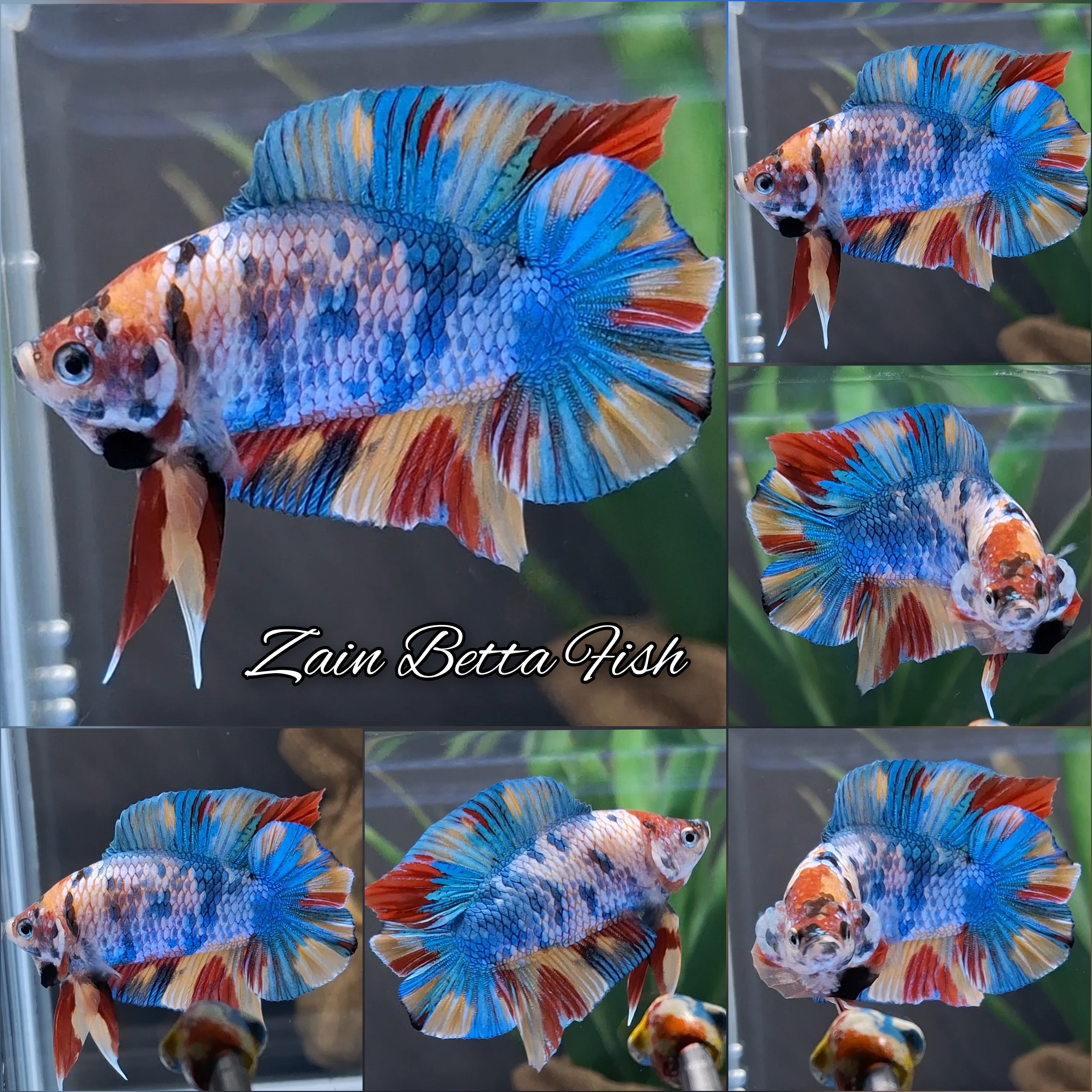 Double Tail Fancy Candy Rainbow Multicolor HMPK Betta Fish Male