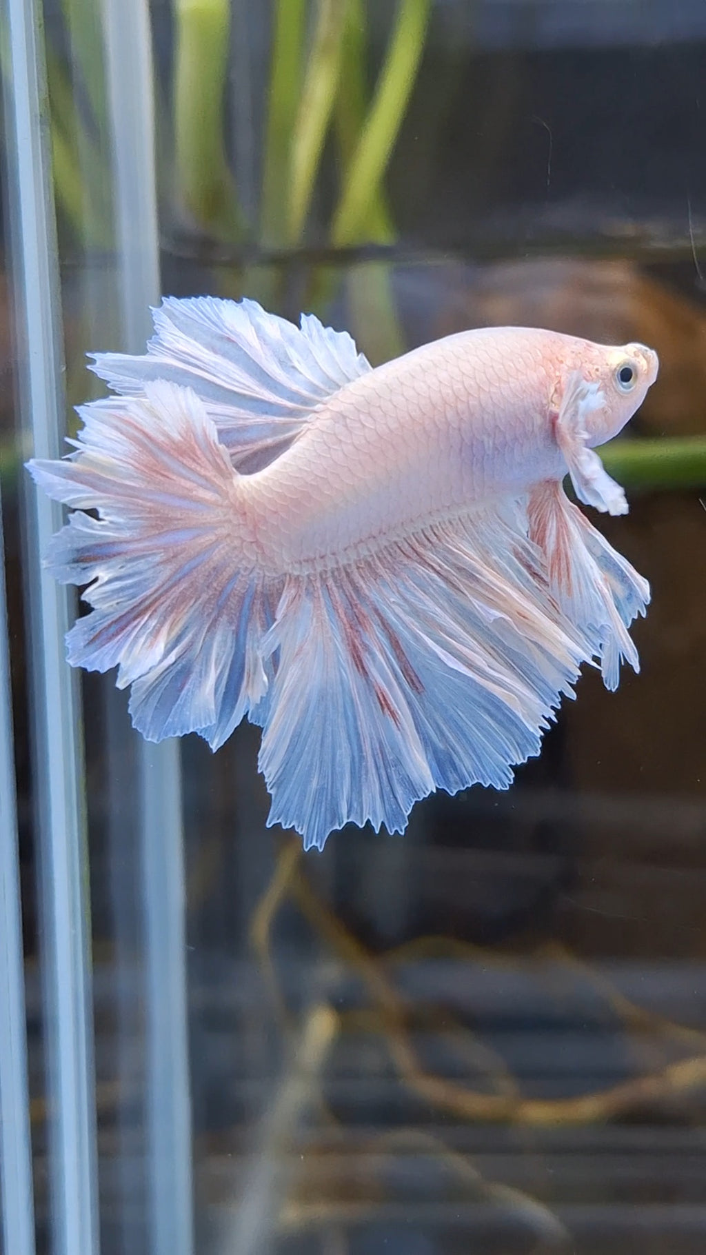 Junior King Feathertail Dumbo Ear Pink Betta Fish Male