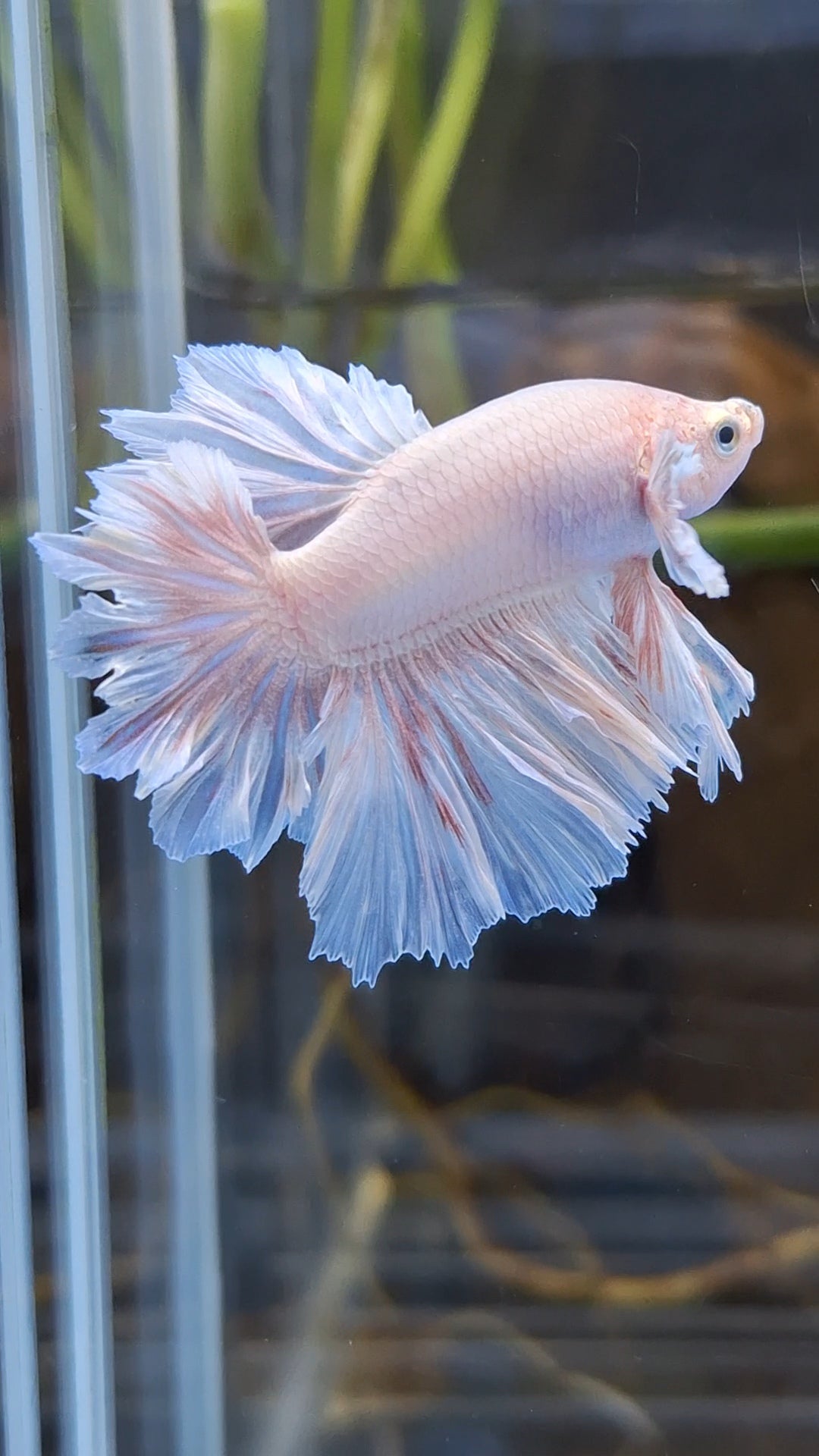 Junior King Feathertail Dumbo Ear Pink Betta Fish Male