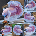 King Feathertail Halfmoon Dumbo Rose Ear Pink Butterfly Premium Betta Fish Male