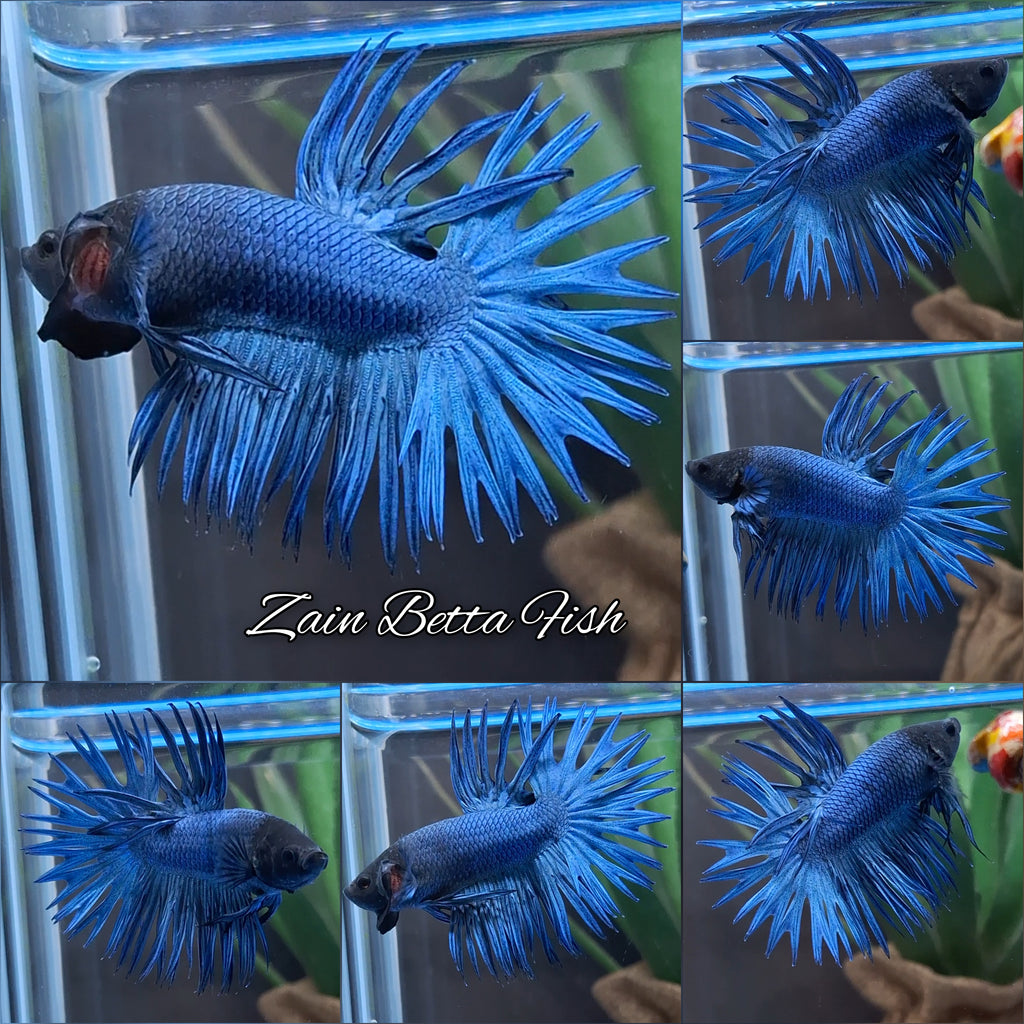 Crowntail Blue Betta Fish Male
