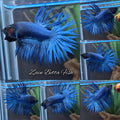 Crowntail Blue Betta Fish Male