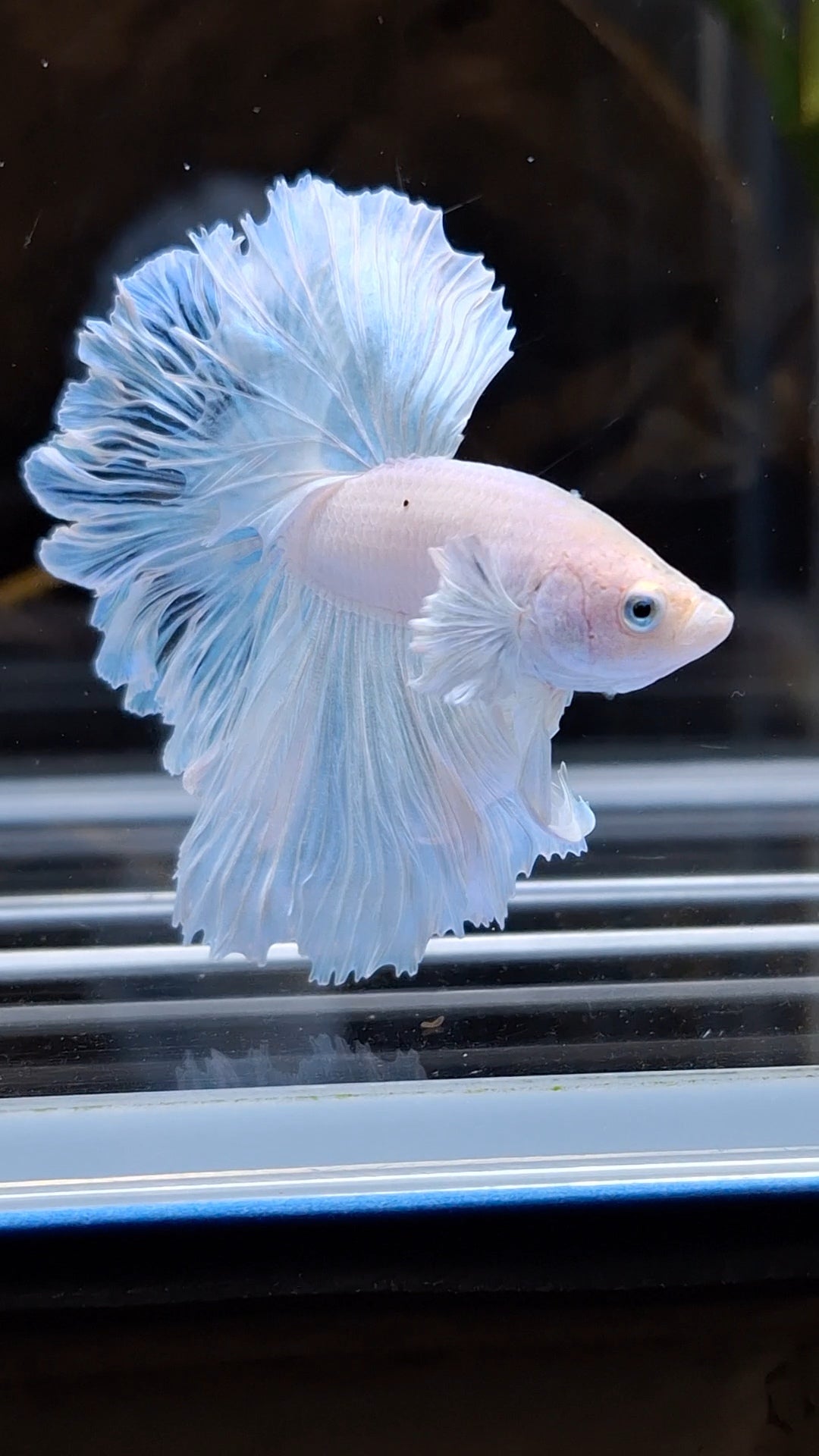 Halfmoon Feathertail Dumbo Ear White Unicorn Betta Fish Male
