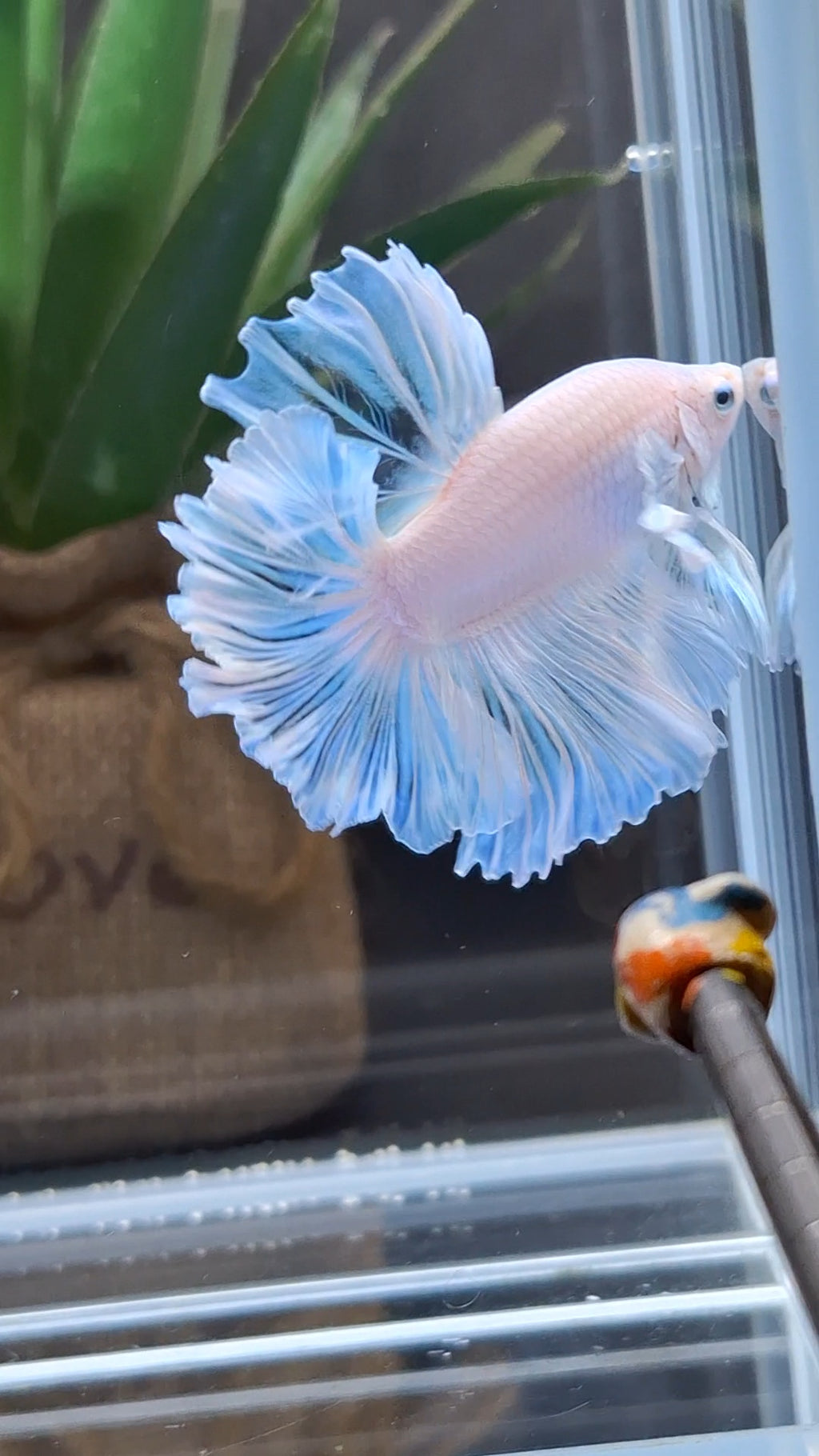 Premium Halfmoon King Feathertail White Unicorn Big Ear Rare Betta Fish Male