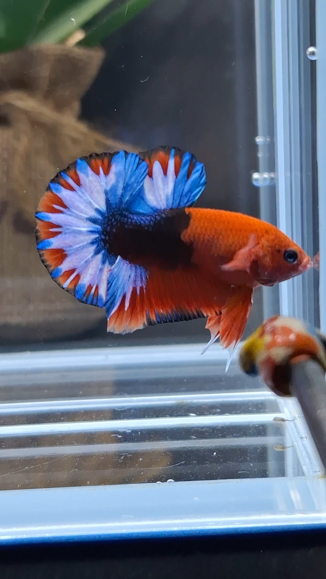 Fancy Hellboy Plakat HMPK Betta Fish Male