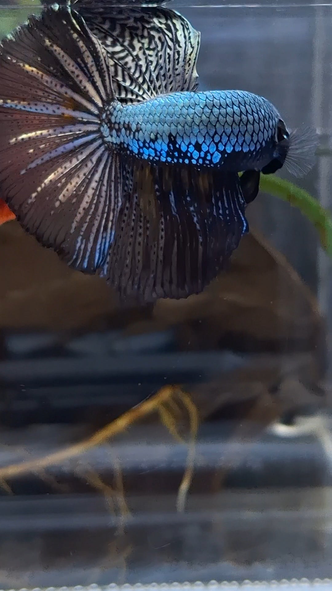 Halfmoon Black Dragon Copper Betta Fish Male