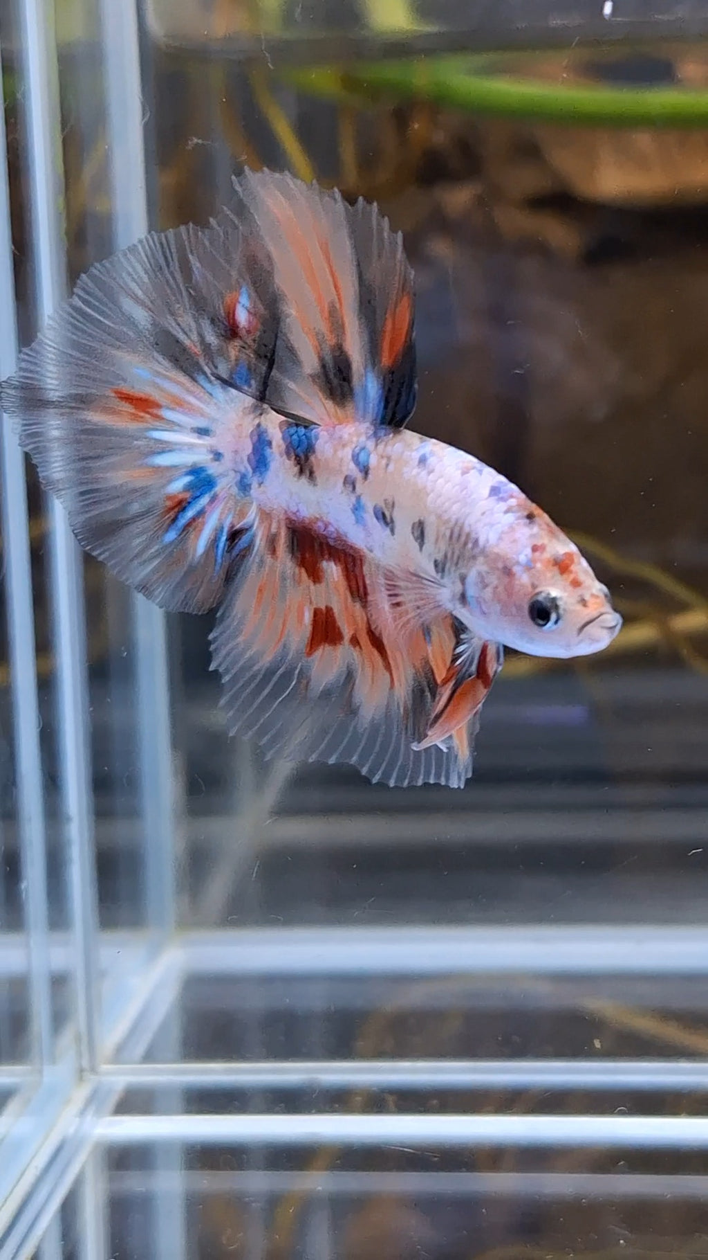 Halfmoon Candy Koi Multicolor Betta Fish Male