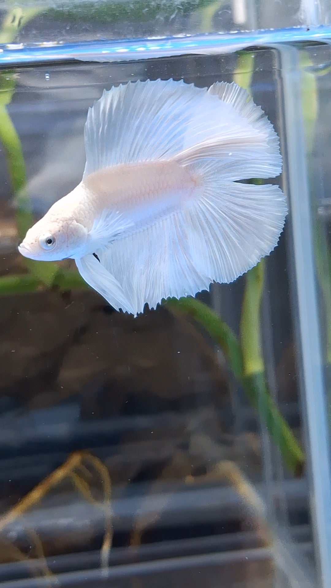 Halfmoon Double Tail White Platinum Betta Fish Male