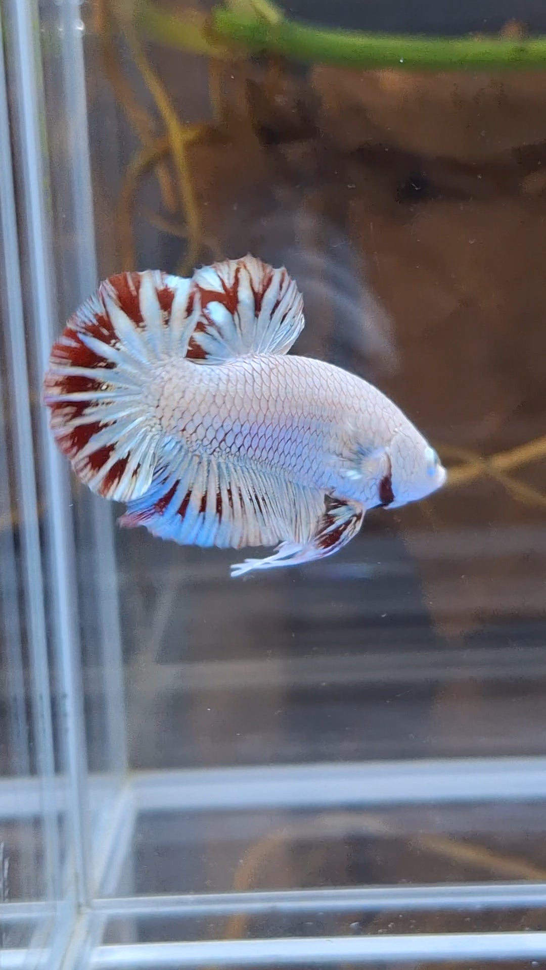 Red Dragon Snow Plakat HMPK Betta Fish Male