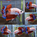 Unique Color AOC Rare Plakat HMPK Betta Fish Male