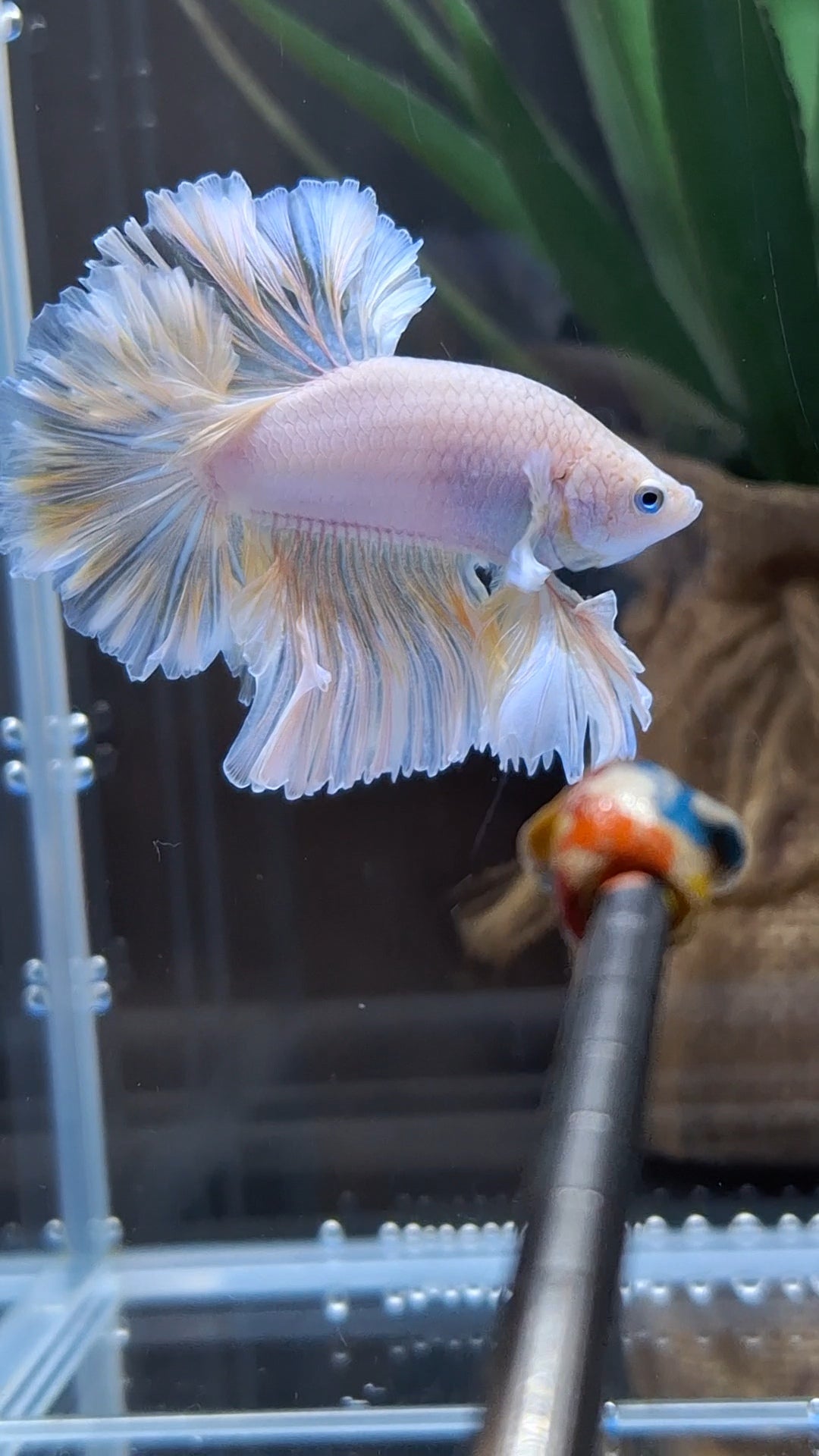 King Feathertail Unicorn Betta Fish Male