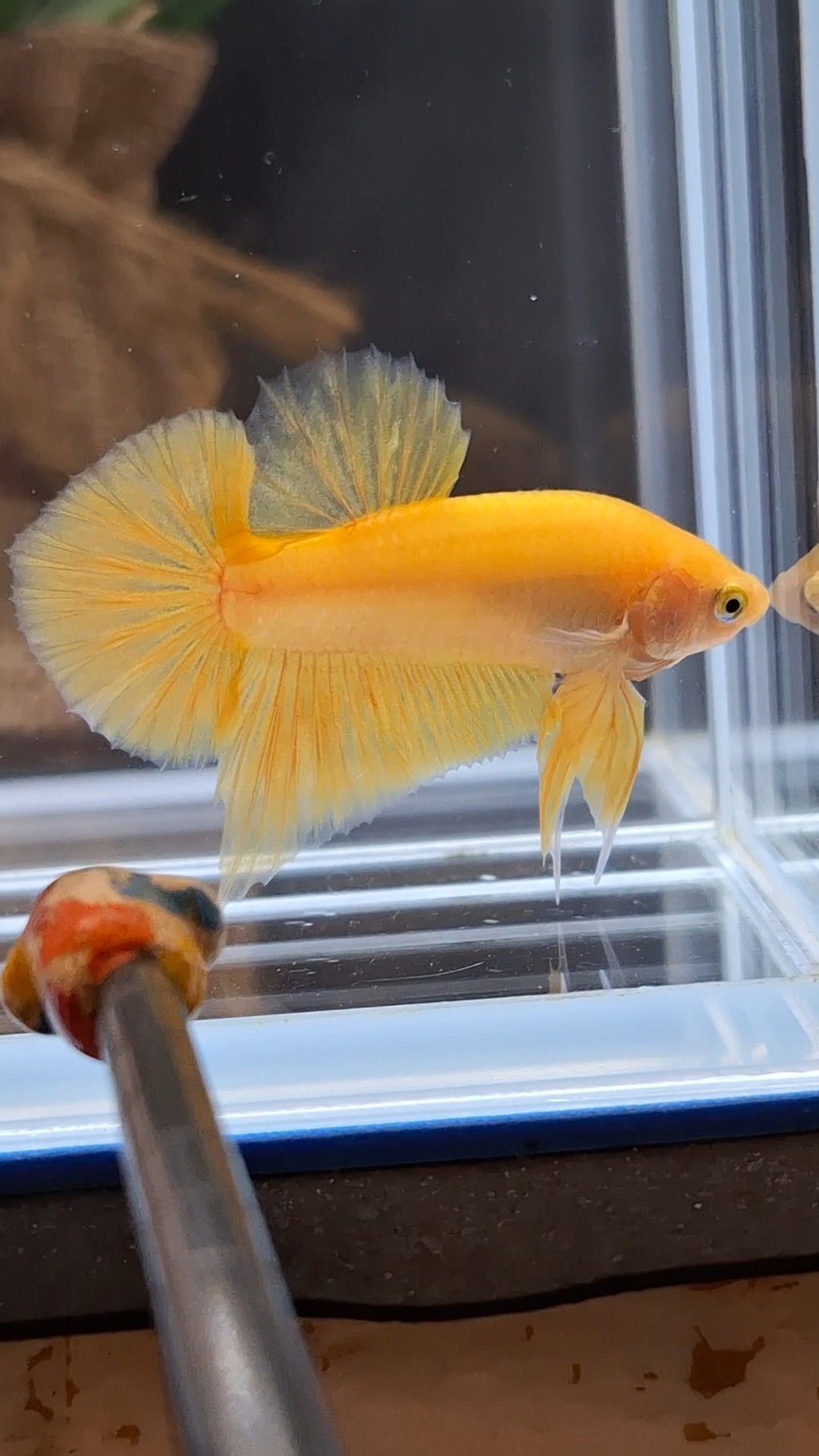Junior Yellow Solid Color Plakat HMPK Betta Fish Male