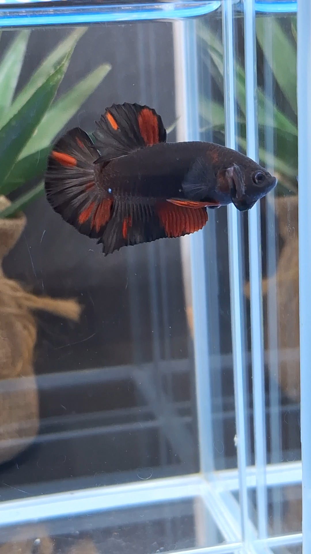 Avatar Black Red Vampire Fire Plakat HMPK Betta Fish Male