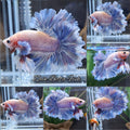 King Feathertail Dumbo Ear Grizzle Butterfly Betta Fish Male