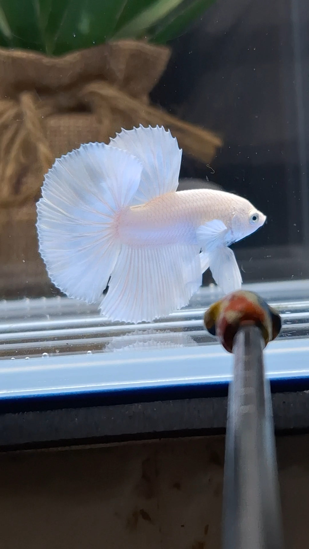 Halfmoon White Platinum Betta Fish Male