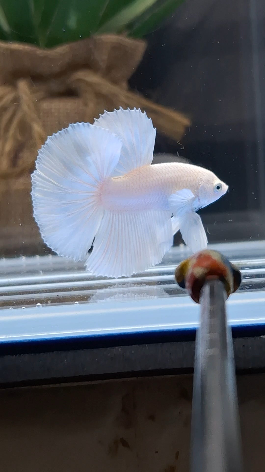 Halfmoon White Platinum Betta Fish Male
