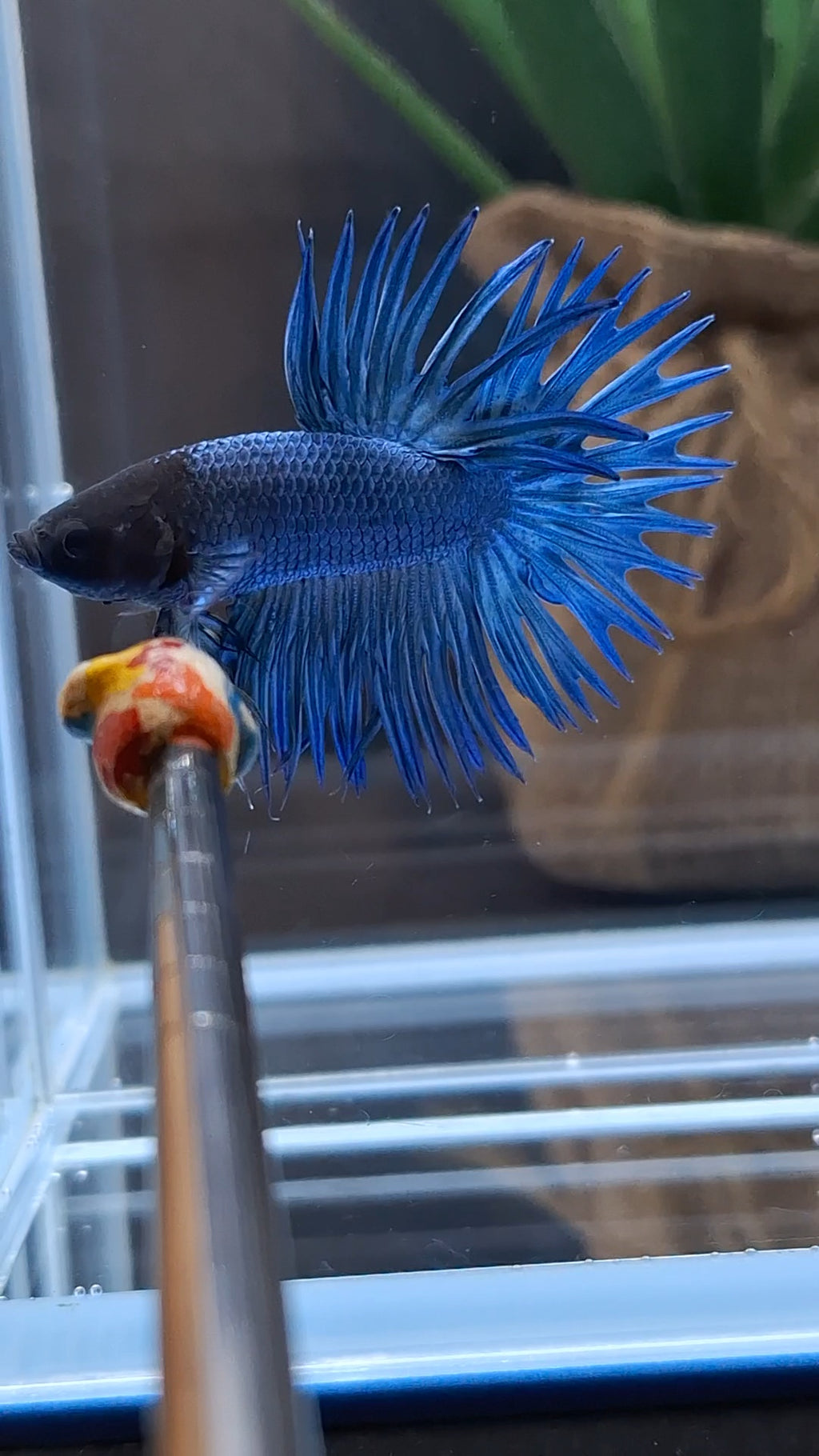 Crowntail Blue Betta Fish Male