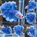 King Feathertail Blue Sky Butterfly Betta Fish Male