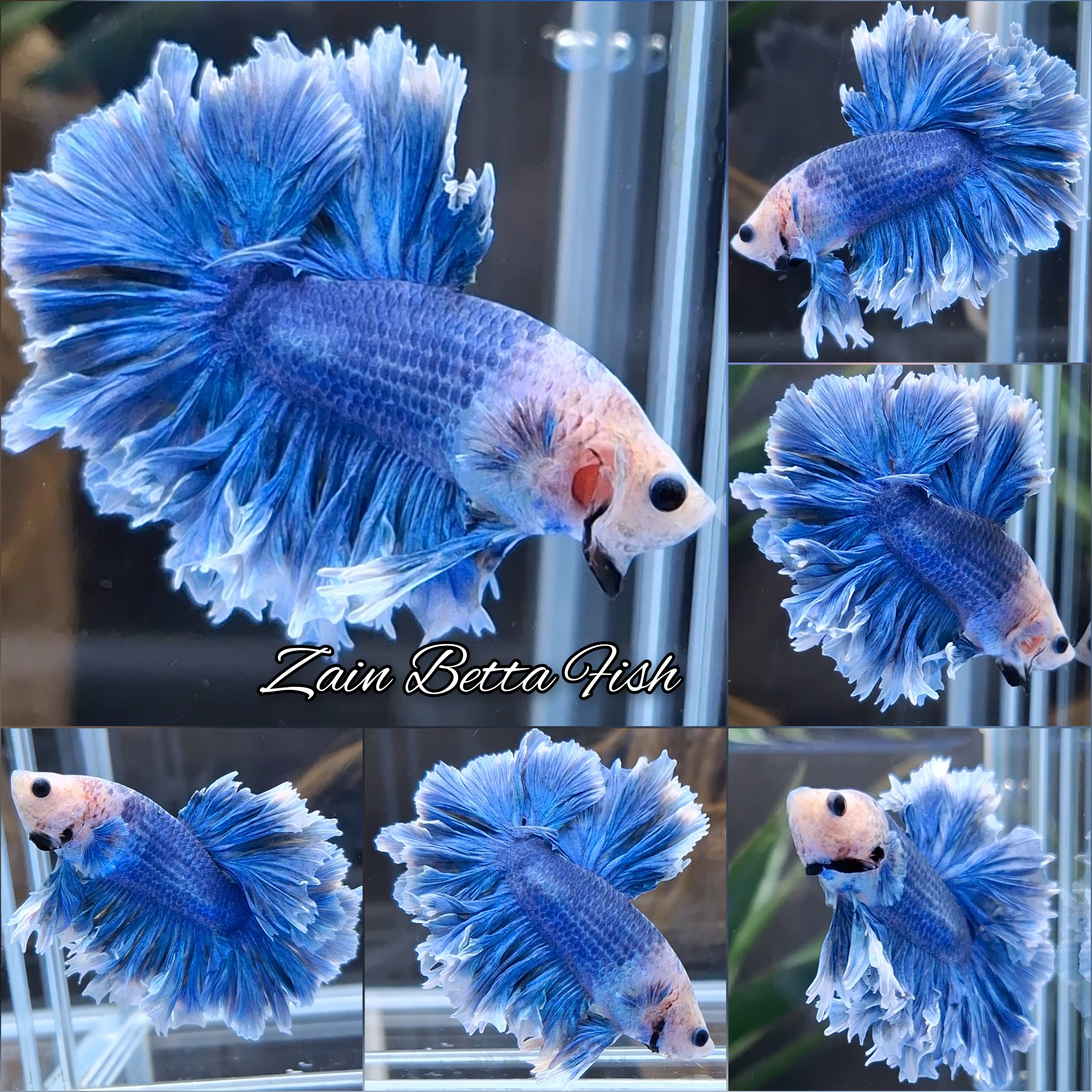 King Feathertail Blue Sky Butterfly Betta Fish Male