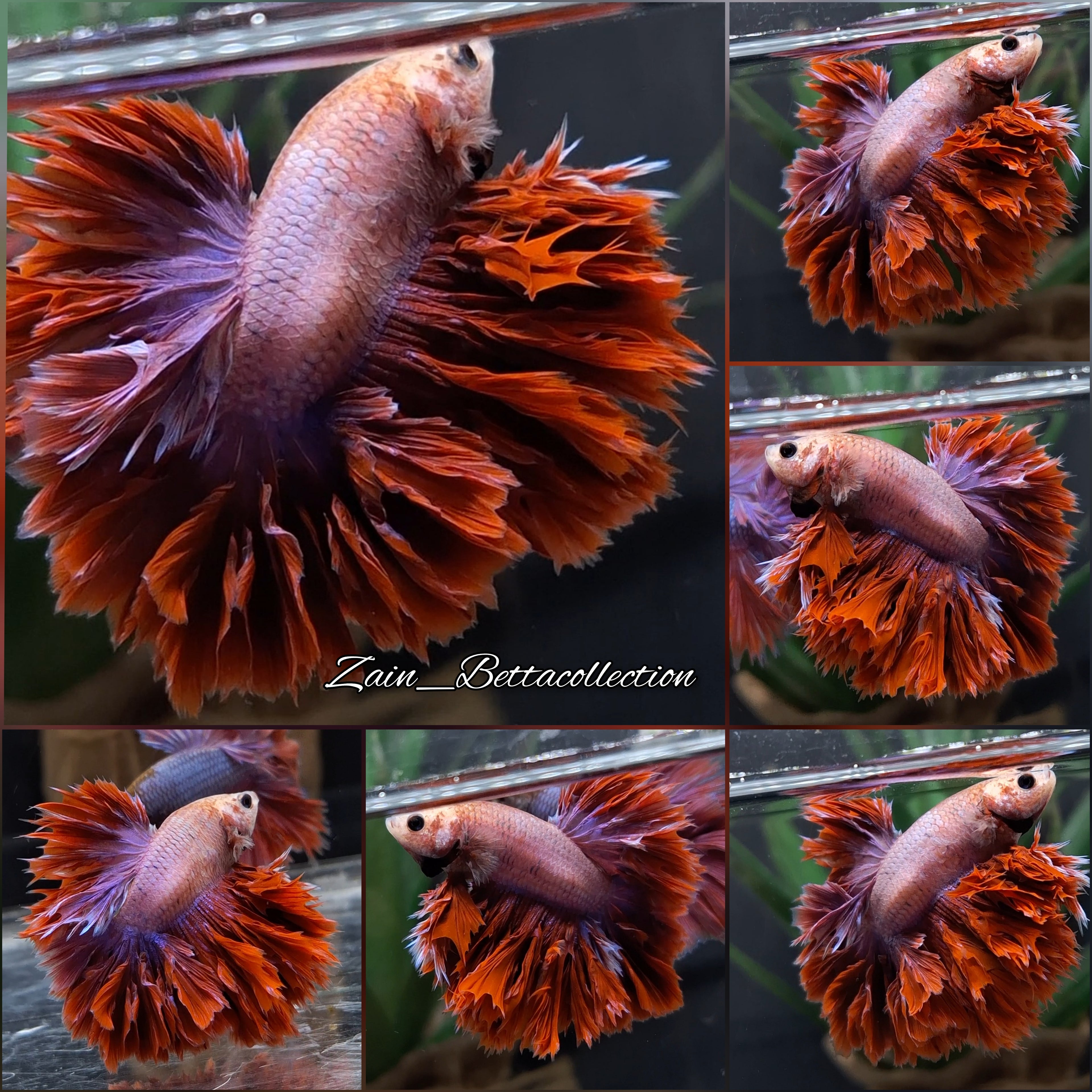 King Feathertail Super Broccoli Premium Rare Collection Male