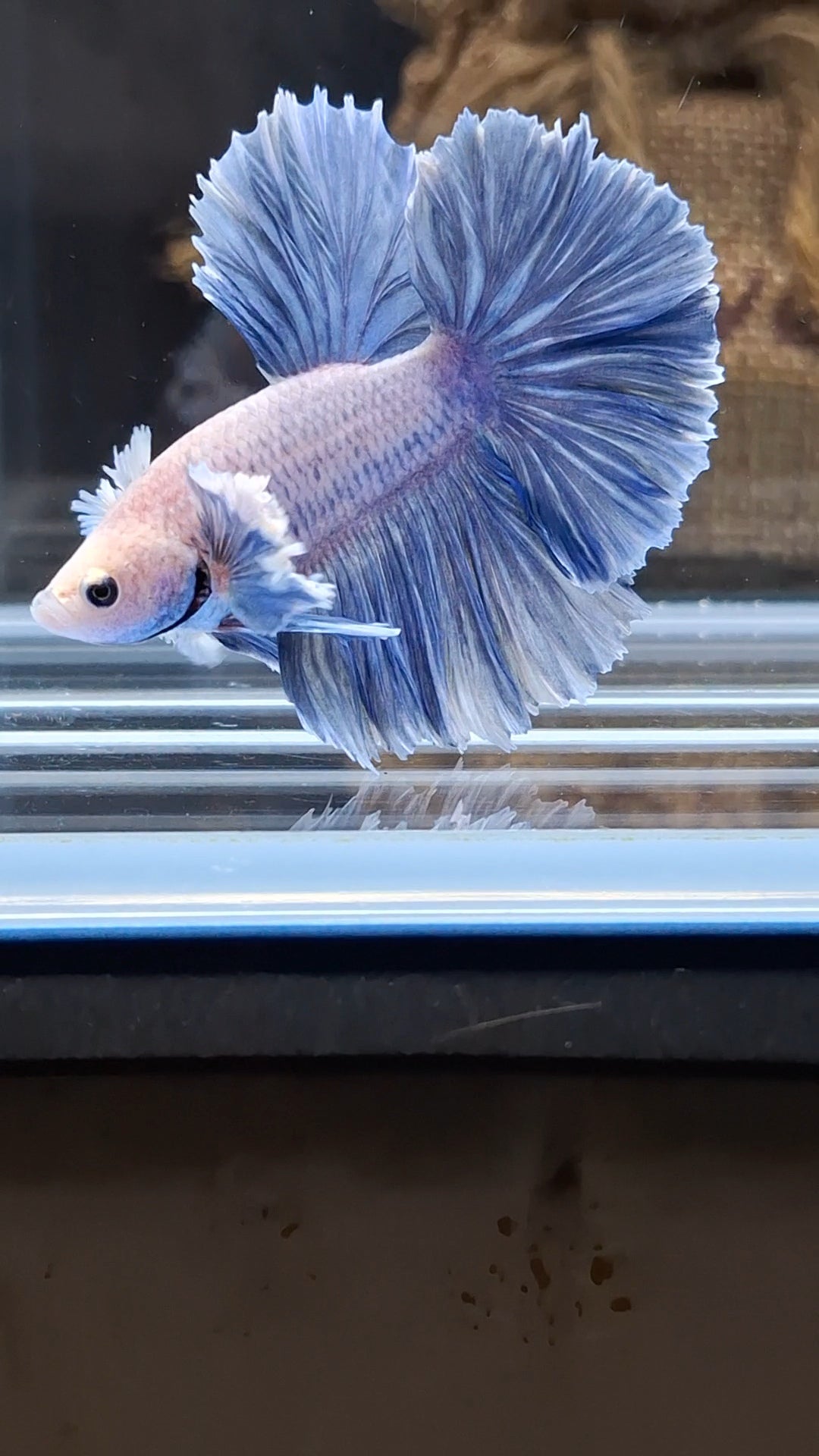 Halfmoon Rosetail Rose Dumbo Ear Grizzle Betta Fish Male