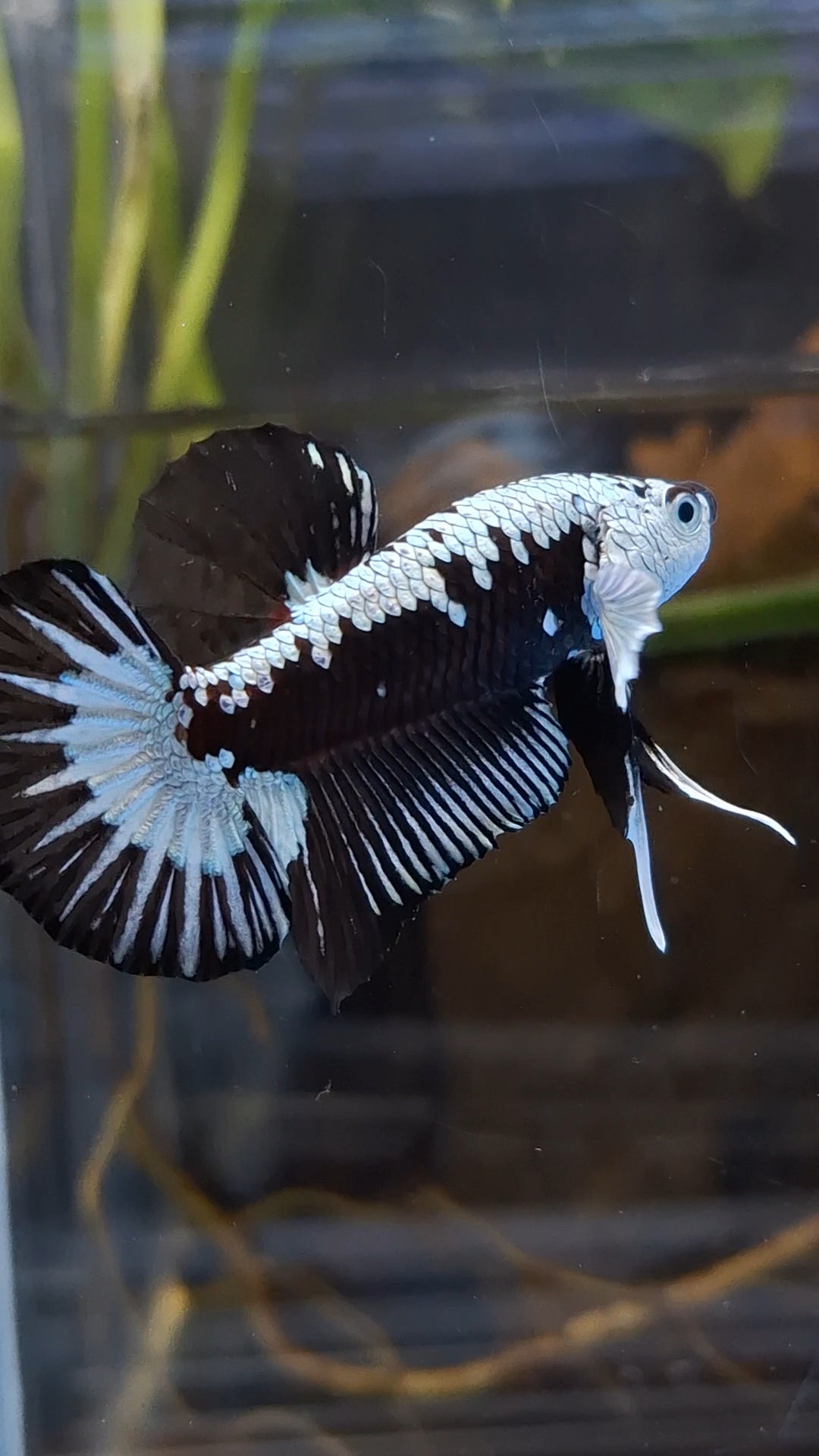 Samurai Black Mamba Snow White Ear Plakat HMPK Betta Fish Male