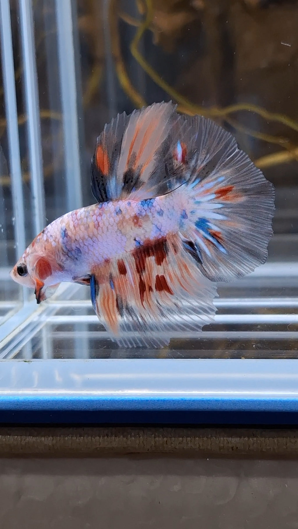 Halfmoon Candy Koi Multicolor Betta Fish Male