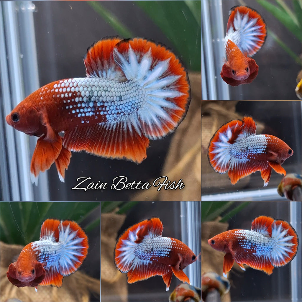 Red Fancy Copper FCCP Startail Plakat HMPK Betta Fish Male
