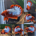 Red Fancy Copper FCCP Startail Plakat HMPK Betta Fish Male