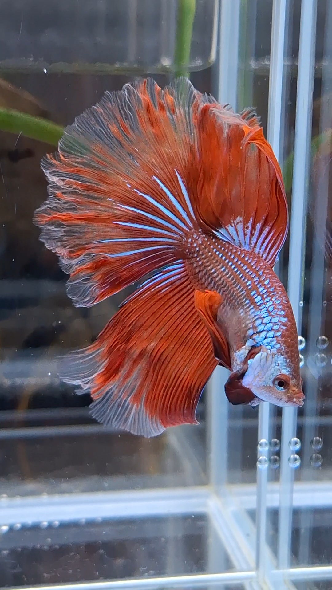 Halfmoon Rosetail Curly Red Imbellis Rare Hybrid Wild Betta Fish Male