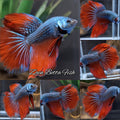 Halfmoon Rosetail Imbellis Hybrid Rare Wild Betta Fish Male