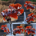 Red Koi Copper HMPK Betta Fish Male