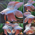 Luxury Veiltail Double Tail Rose Gold Rare Betta Fish Male