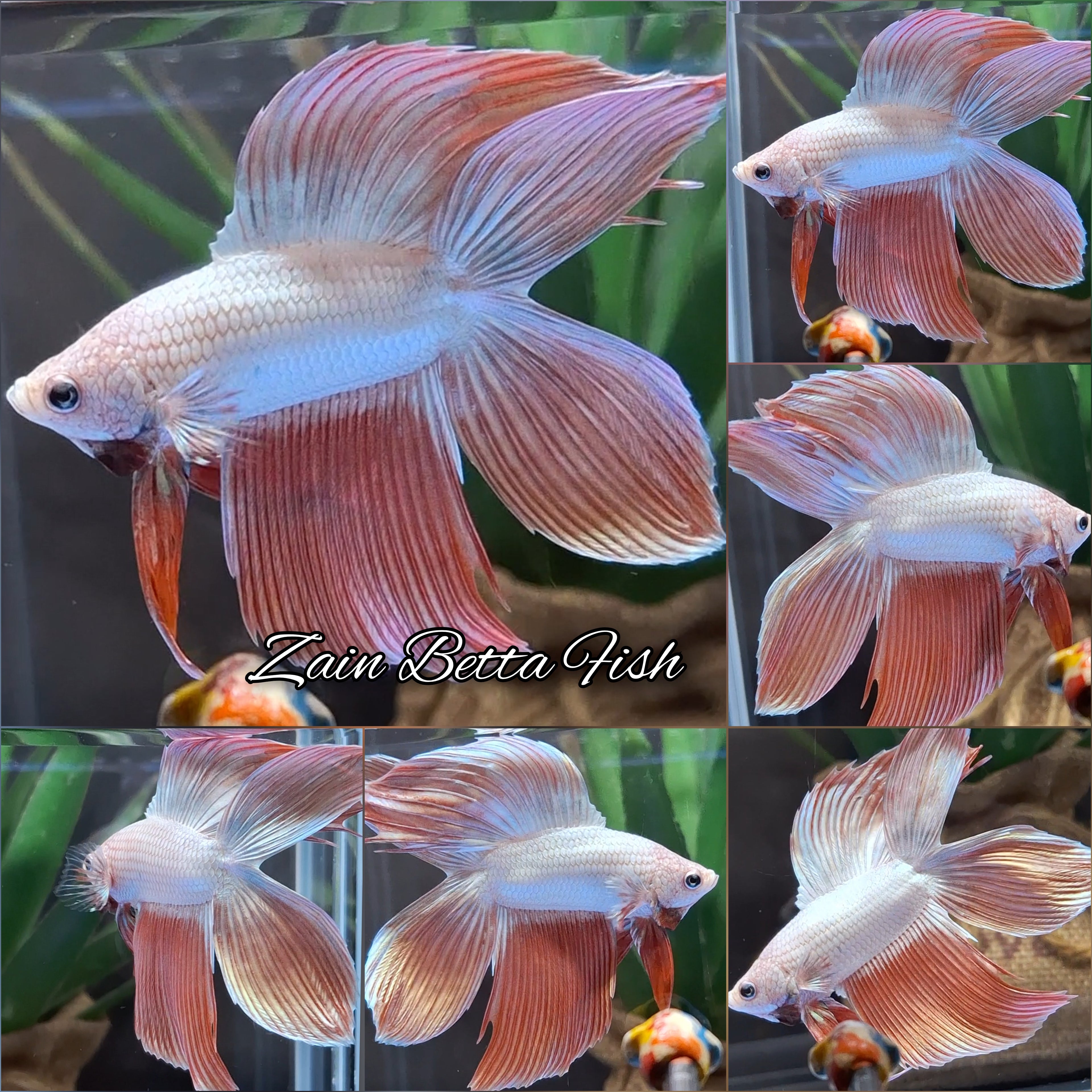 Luxury Veiltail Double Tail Rose Gold Rare Betta Fish Male